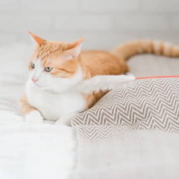 猫が急にあなたに『塩対応』するようになったら…考えられる4つの原因　どんな心境の変化が…？