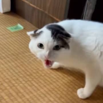 なぜか実家の猫に嫌われて…帰るときに『窓』を見てみたら→まさかの光景が113万再生「凄い目でｗ」「ライバルだと思われてる説ｗ」と爆笑の声
