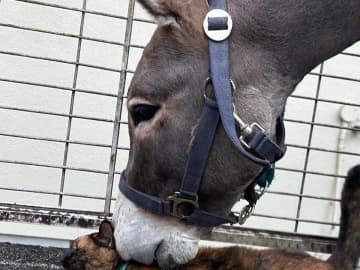【猫吸い】ロバも夢中！　寝転ぶ猫に近づくと…？「猫からしか得られない栄養」