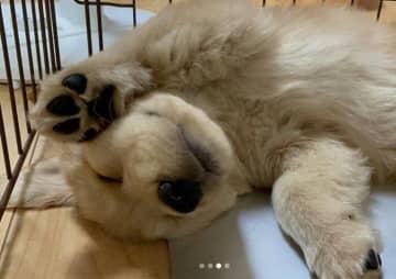 お迎え初日から大胆なヘソ天！　“大物感”がすごかったゴールデン子犬→3才の今は「我が家のムードメーカー」に