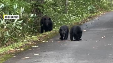 「でかいよ！」子グマの後から親グマ登場　飛び出し横断の瞬間捉えた映像も　各地でクマ出没相次ぐ　岩手、北海道