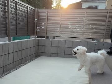 思わず笑った！シャボン玉を“食べようとする”犬の衝撃の瞬間がこちら
