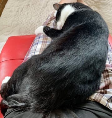 飼い主の膝の上で“ガチ寝”してしまう猫　とある休日の朝の「動けないけれど幸せ」な光景に反響！