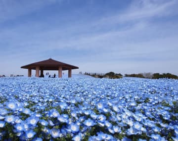 【福岡・海の中道海浜公園】「歩いて回るのは無謀」は本当だった！？口コミでわかった広すぎる巨大公園を遊び尽くすための攻略の鍵は自転車にあった
