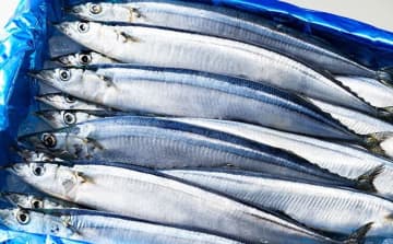 サンマ豊漁　輸出額3倍超へ日本の水産業の戦略とは？