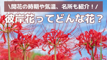 【2025最新】彼岸花ってどんな花？開花の時期や気温、おすすめの名所も紹介！