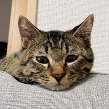 猫の去勢・避妊手術はいつ受けるべき？　タイミングや注意点を獣医師が解説