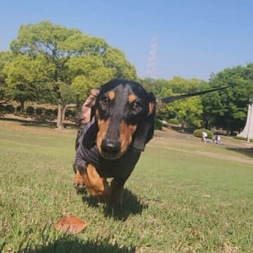 犬が「ストレスを感じている」サイン3つ　ストレス緩和のためのしぐさも解説