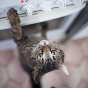 猫を危険にさらす『“しっぱなし”行動』4選　出しっぱなし、開けっぱなし…起こりうるトラブルも