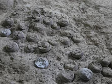 青竜山の恐竜の卵化石、約8600万年前のものと確認　中国湖北省