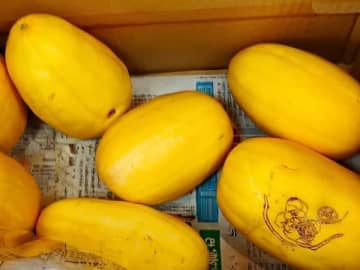 梨？メロン？いいえ、新食感「真桑瓜」知らなきゃ損する絶品伝統野菜！