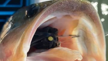 「デカいヤツはいるはず…」流行りの“フリーキング”でデカバス狙い。可愛いサイズは連発したが…？