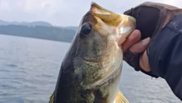 折金さんがカスミから芦ノ湖、西湖まで！ヒットルアーと傾向を公開！