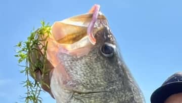 「数釣りだけだと思って気を抜くな！」爆釣タイムに突然ヒットするビッグワン。水の中は秋に向かって爆進中！