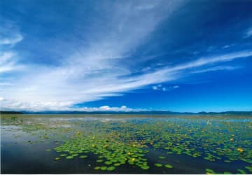 福島県の猪苗代湖で希少植物「アサザ」が見頃。湖面を黄色に彩る