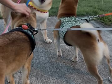 ほかの犬に「やんのか？」とケンカ腰の柴犬　その『表情』に吹き出す人続出！