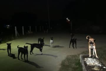 約40頭の野犬の群れが住宅街を徘徊、住民から不安の声「数が増えている」「子どもたちに被害が…」