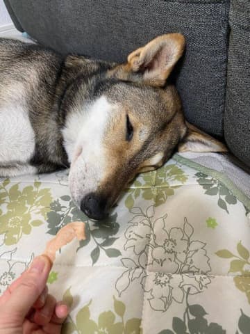 「おいしいものを目の前にして眠り始める」元保護犬！　クールでビビりな一面にもほっこり！