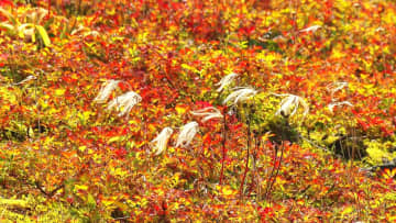 秋晴れの富山、立山では紅葉の始まり～高山植物が赤や黄色に色づく季節の訪れ～