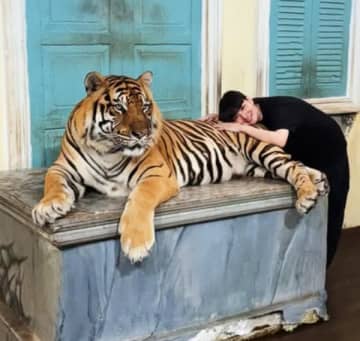【衝撃写真】秋元梢、本物の虎と密着…！あまりに危険な2ショットを公開し「猛獣使いだ…」「凄い！凄い！」とファン驚愕