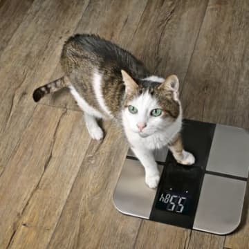 猫が『痩せてきた』と感じたら…考えられる5つの原因　疑うべき病気もご紹介