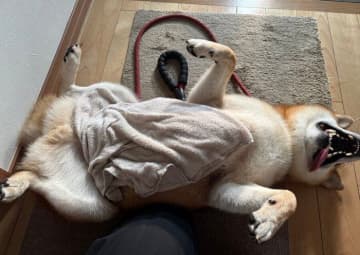 「どう見ても足を拭いてもらう態度ではない」柴犬！散歩から帰宅して、飼い主の前で足を差し出す姿に笑いが漏れる