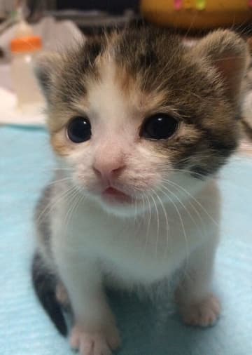 「神様がくれた“最高のご褒美”」心が弱っていたとき出会ったノラの子猫→8年の月日をともにし、かけがえのない存在に！