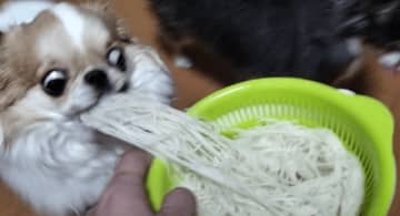 「お、おい どろぼーってレベルぢゃねーぞ」激写された愛犬の盗み食い現場が豪快すぎた！あまりの勢いに「笑顔になっちゃいますね」と爆笑の声も