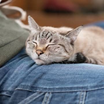 猫はなぜ『人の股の間でくつろぐ』のが好き？猫を魅了する4つのワケ