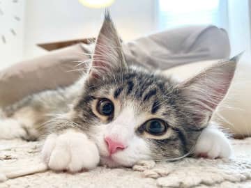 ベージュの毛色の印象が強かった子猫→3年後には激変!?　別猫のような成長ビフォーアフターにびっくり