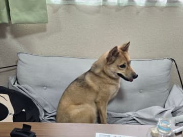 「他の犬の後ろに隠れていた」生後5カ月元保護犬→今では散歩も楽しみ同居犬と「わんプロ」するまでに成長！