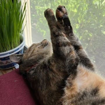 2年半外で暮らしていた保護猫→家猫になり窓辺でくつろぐも、日に当てている部位にクスッ