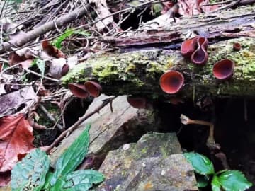 新種の真菌を確認、亜熱帯地域の広西大明山保護区で―中国