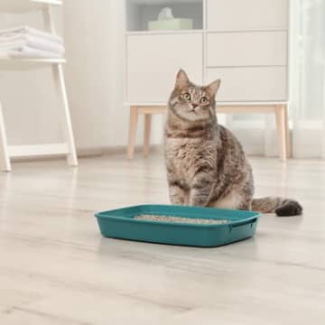 猫のための『介護用品』はどんなものが必要？あると助かる7つのアイテム