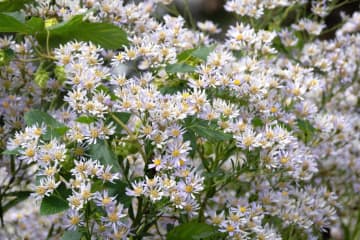 9月20日の花とは？【366日の誕生花と幸せの花言葉】