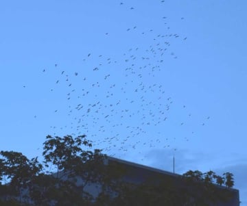 大群ムクドリ　自治体苦悩　ふんや鳴き声、対策限定的　専門家　「共生の道模索を」　茨城