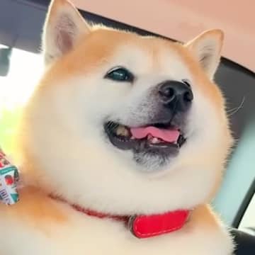 ペットホテルで疲れ果てた犬をお迎えに→帰りの車で意識を保てず…まるで人の子供のような『愛おしい光景』が21万再生「顔が…」「幸せそう」