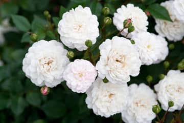庭がなくても、狭くても大丈夫！ 鉢植えバラの育て方とおすすめポイント