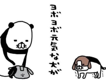 「ヨボヨボ元気」な老犬・梅吉。思わず応援しちゃう梅吉のイタズラとは…？【パンダと犬#32】