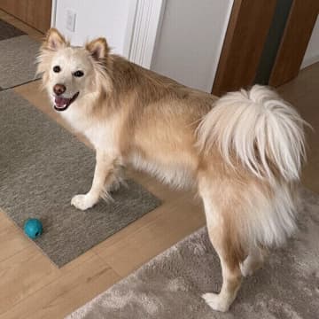 犬からの信頼のサイン！犬が信頼する相手にだけ見せるしぐさ4つ