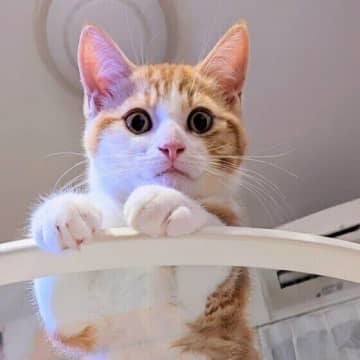 噛んできたり、無視したりすることも。猫が見せる「不満」のサイン｜獣医師解説