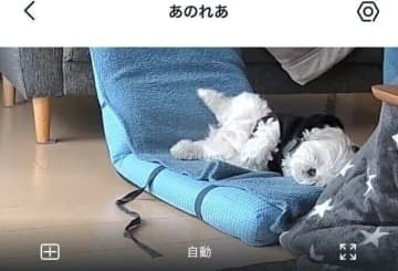 見守りカメラに写る“完全に脱力して眠る”愛犬、そのときの心理は？獣医師解説