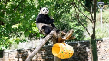パンダの「小奇跡」、遊具の上で食事　中国四川省