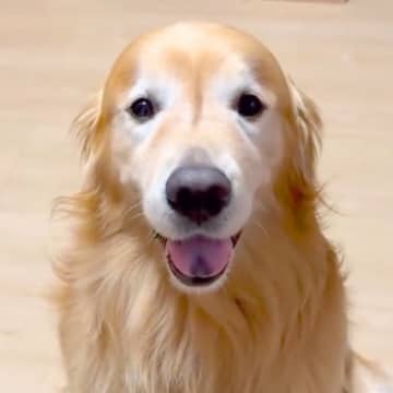 停電を想定して部屋を真っ暗に→『懐中電灯持ってきて』と大型犬にお願いすると…『まさかの行動』に絶賛「お利口すぎて泣ける」「素晴らしい」