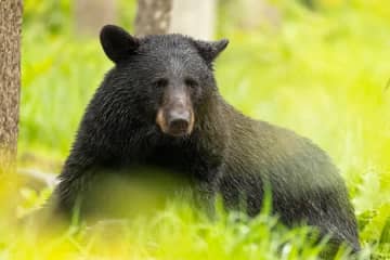 クマが買い物客がいる米国の商店に侵入。「こっちへおいで」歩き回る様子を客が撮影
