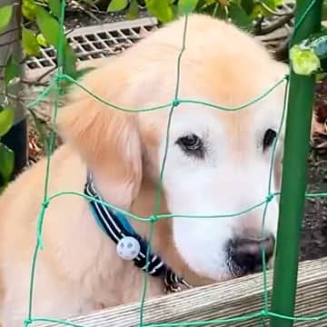 『大型犬がやたら庭に行くなあ』と思ったので、こっそりあとをつけた結果…衝撃的な『まさかの行動』が39万再生「現行犯ｗ」「老犬と思えない」
