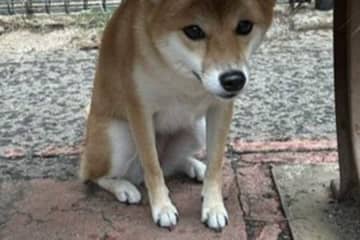 「ほかのわんちゃんたちは気にせず走り回っているのに…」　柴犬がまさかの行動　雨のドッグランで見た光景に反響　「お利口さん」