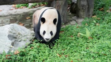 パンダのリーリー、のんびり散歩　中国四川省