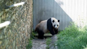 パンダのタイシャン、カメラ目線で散歩　中国四川省