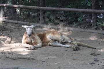 「え？ 撃たれた？」カンガルー、まさかの寝姿にSNS驚き「火サス…」「刑事ドラマの殉職シーンのよう」